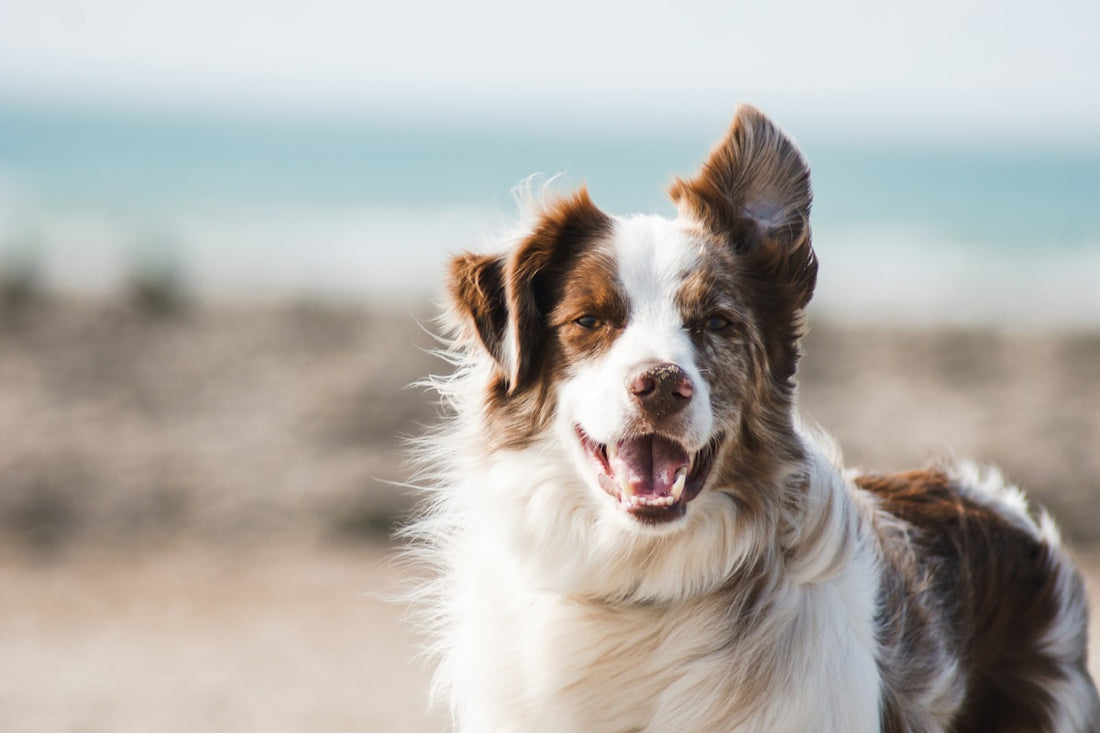 Hund mit LED Halsband im Dunkeln