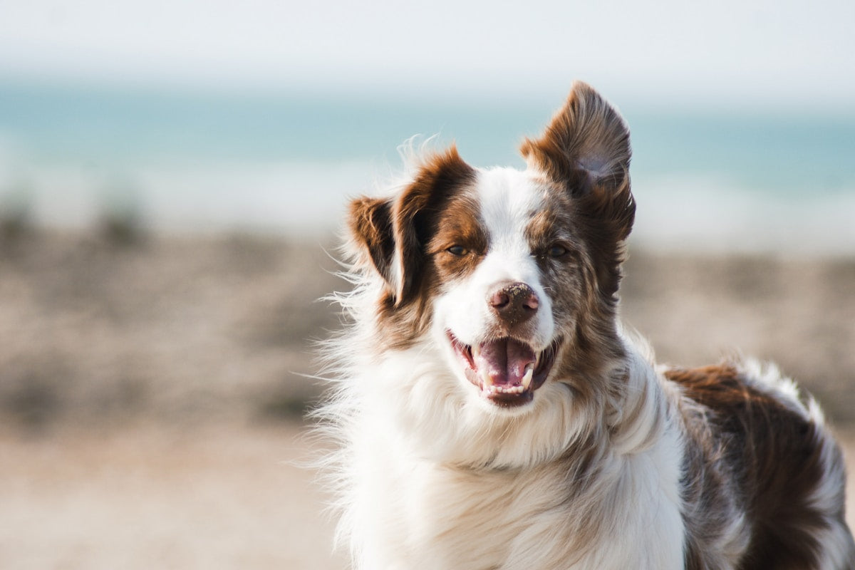 Hund mit LED Halsband im Dunkeln