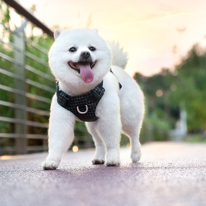 Hundegurt mit LED-Nachtlicht