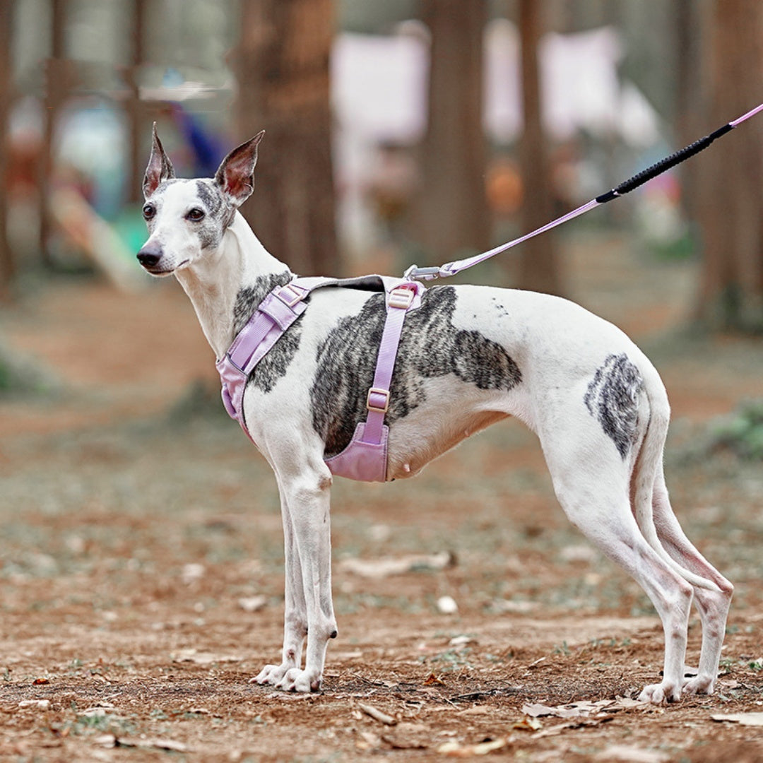 Hunde-Geschirr mit Griff