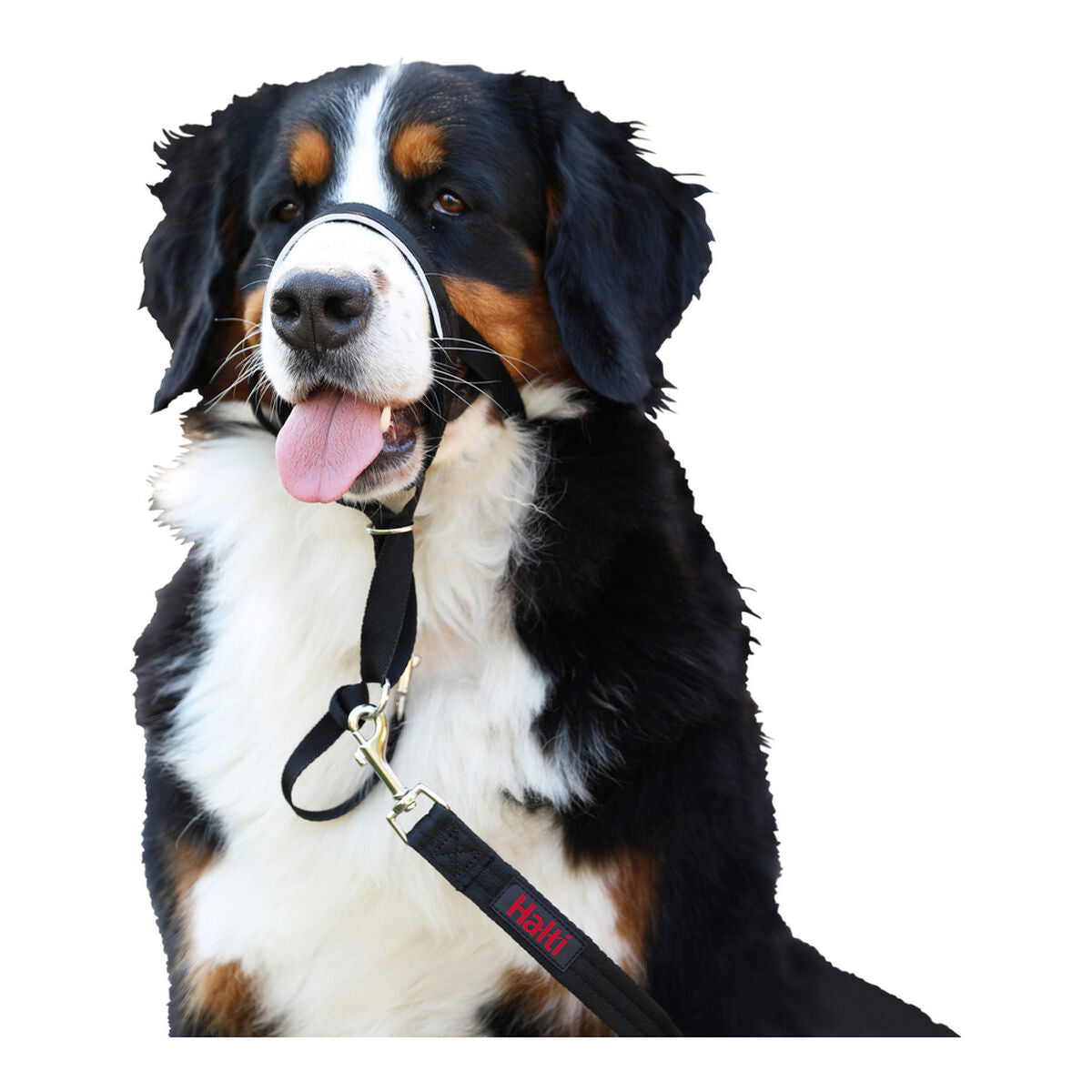 Dressurhalsband für Hunde Company of Animals Halti Schwarz Maulkorb – LuxeStyle Schweiz