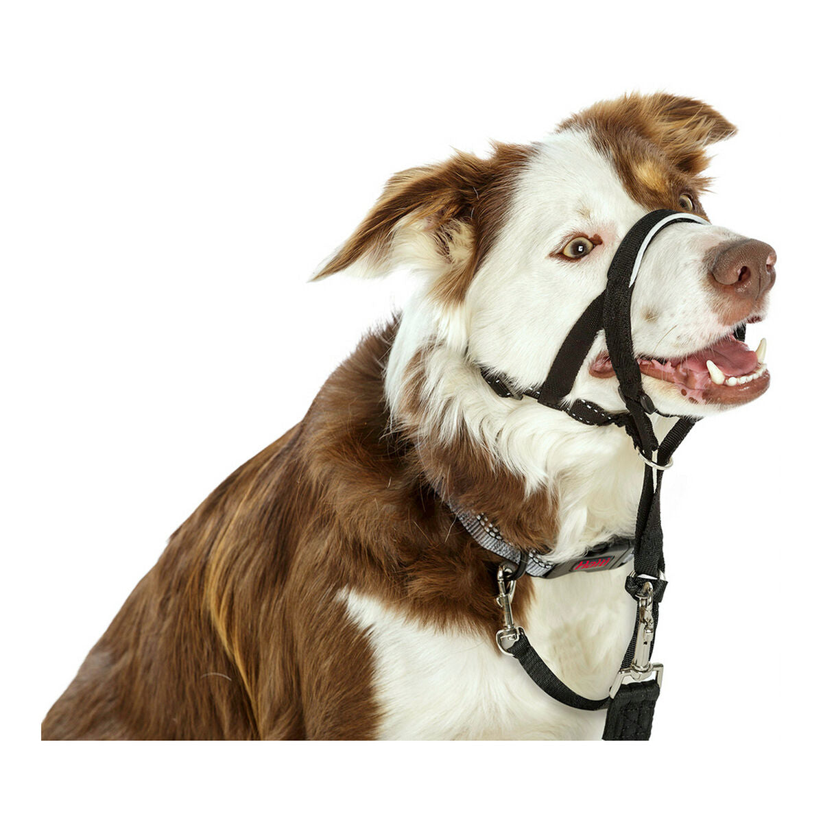 Dressurhalsband für Hunde Company of Animals Halti Schwarz Maulkorb – LuxeStyle Schweiz