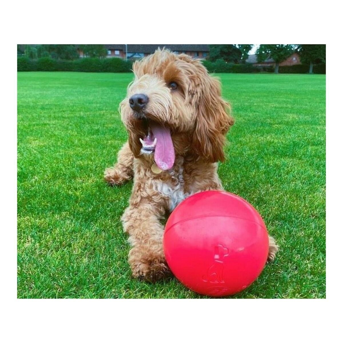 Hundespielzeug Company of Animals Boomer Blau 200mm – LuxeStyle Schweiz