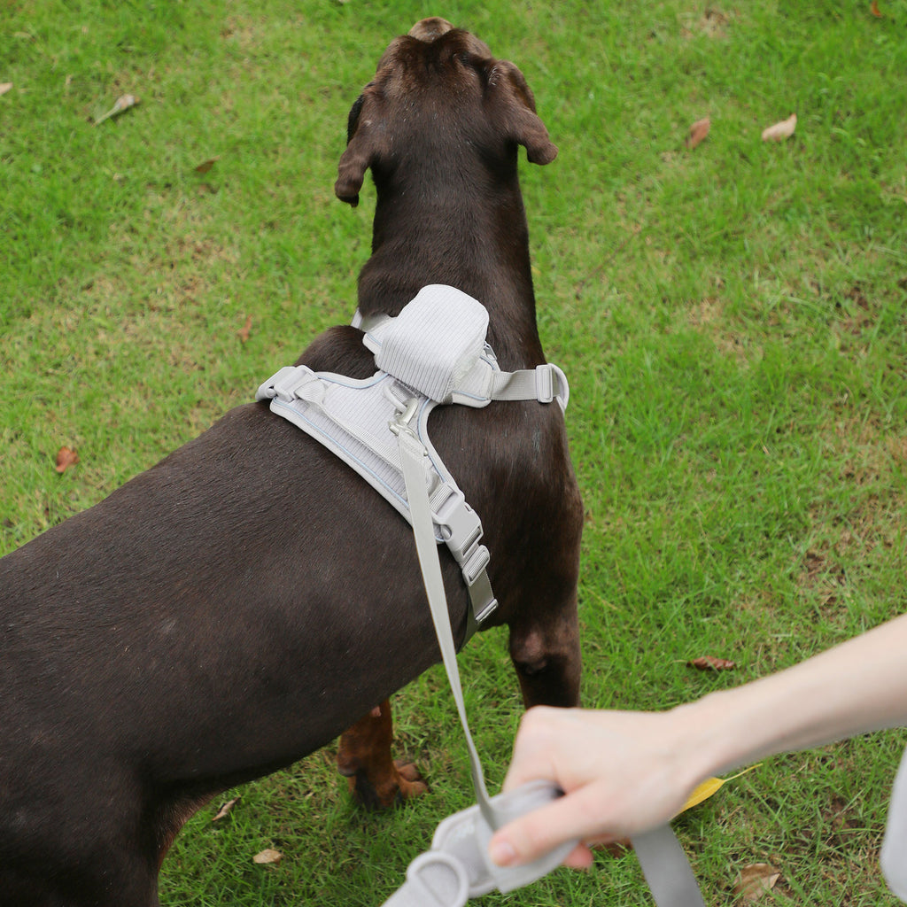 Halsband, Geschirr & Leine im Set – Bild 12 | LuxeStyle