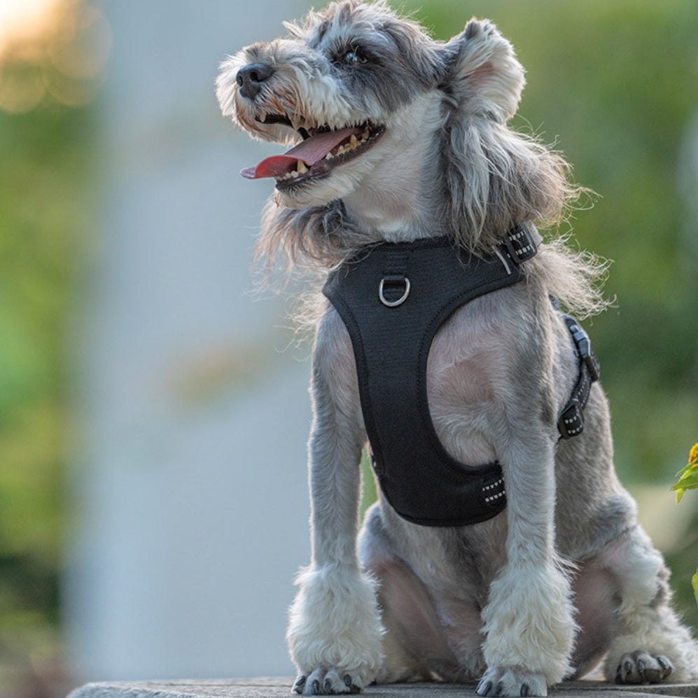 Gepolsterte Hunde-Halsung