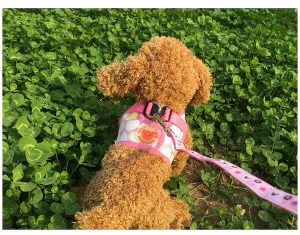 Hüftgurt für Hunde mit Streifenmuster – Bild 5 | LuxeStyle