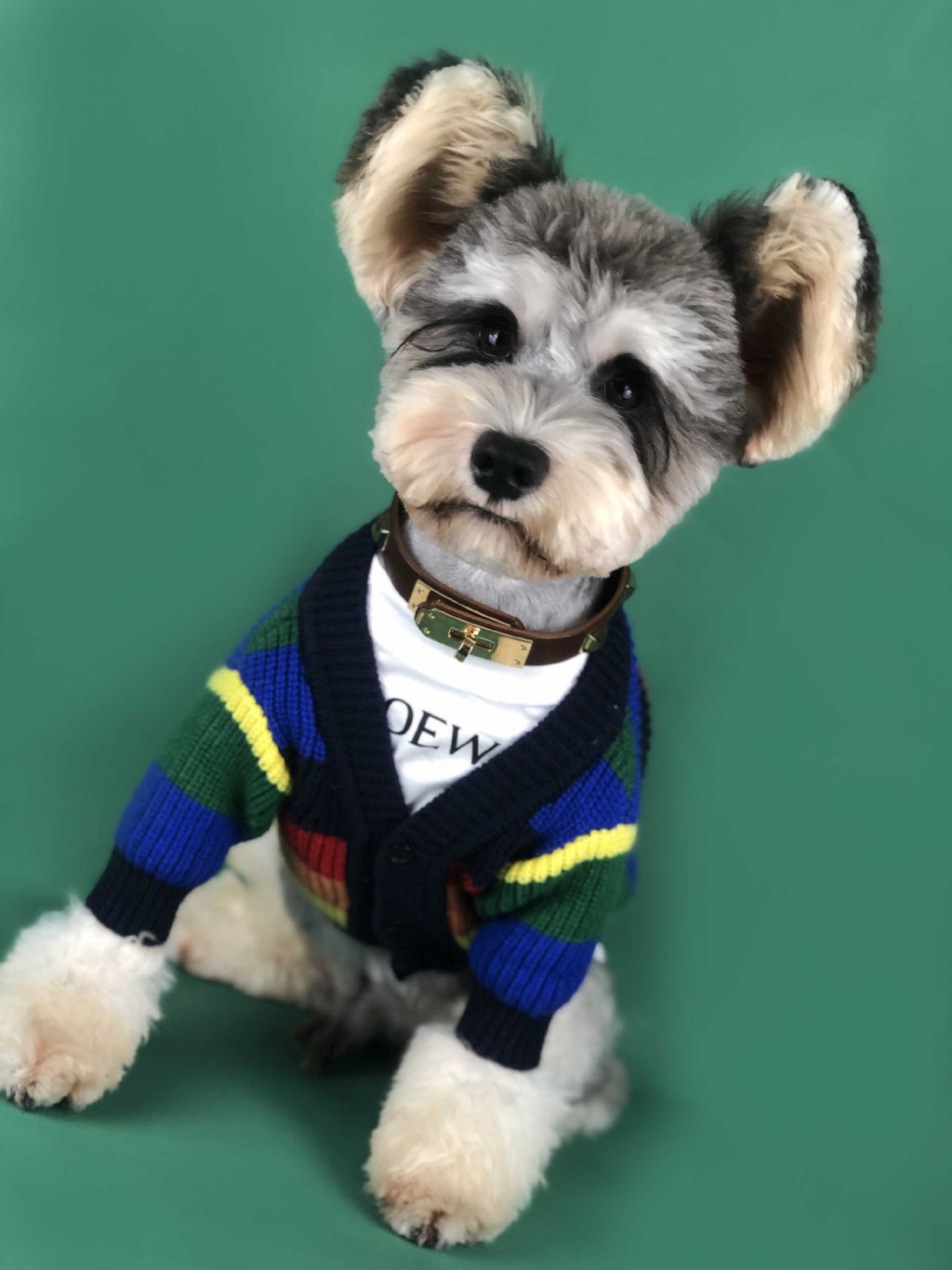 Hund Regenbogen Streifen Cardigan – Bild 3 | LuxeStyle