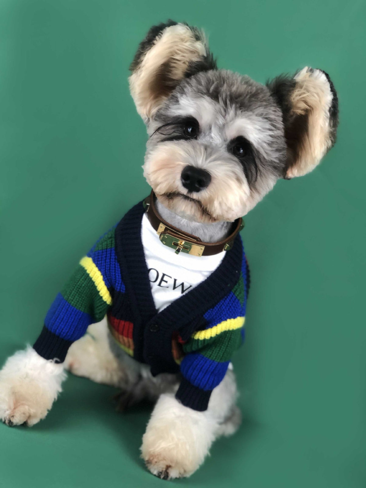 Hund Regenbogen Streifen Cardigan – Bild 3 | LuxeStyle
