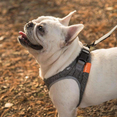 Hundehalsband aus Stoff – Bild 4 | LuxeStyle