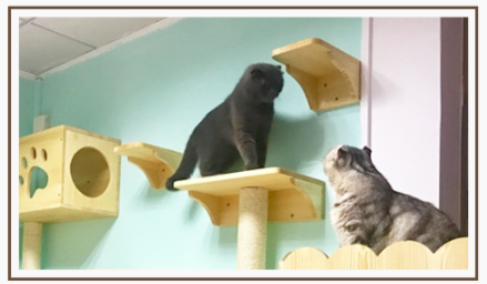 Wandmontiertes Katzenklo aus Holz