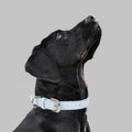 Halsband mit Zugseil für kleine bis mittelgrosse Hunde