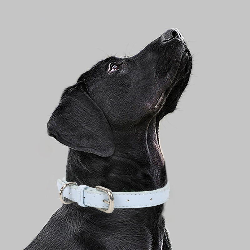 Halsband mit Zugseil für kleine bis mittelgrosse Hunde