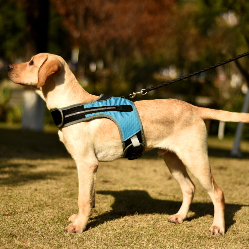 LED-Brustgeschirr für Hunde – Bild 3 | LuxeStyle