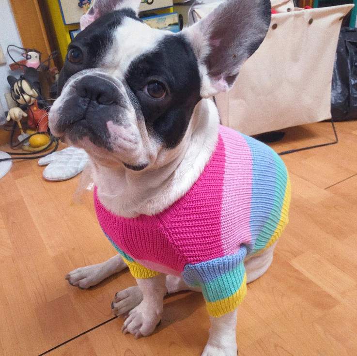 Strick-Hundepullover Regenbogen | LuxeStyle
