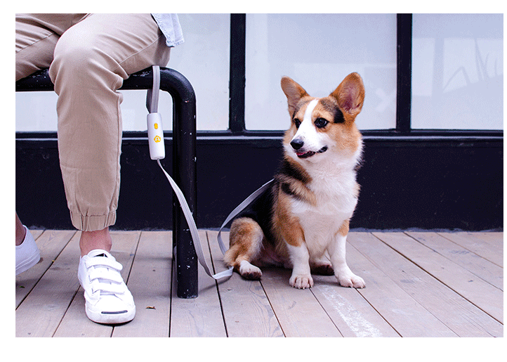 Hundeführleine für kleine und mittelgrosse Hunde – Bild 2 | LuxeStyle