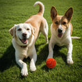 Sprungball für Hunde