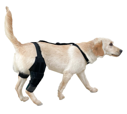 Kniebandage für Hunde