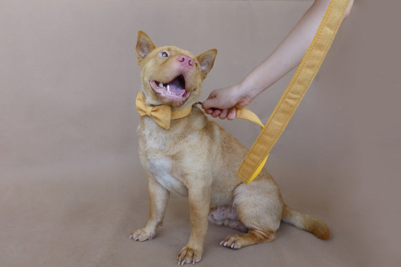 Verstellbares Hundehalsband aus gelbem Samt – Bild 3 | LuxeStyle