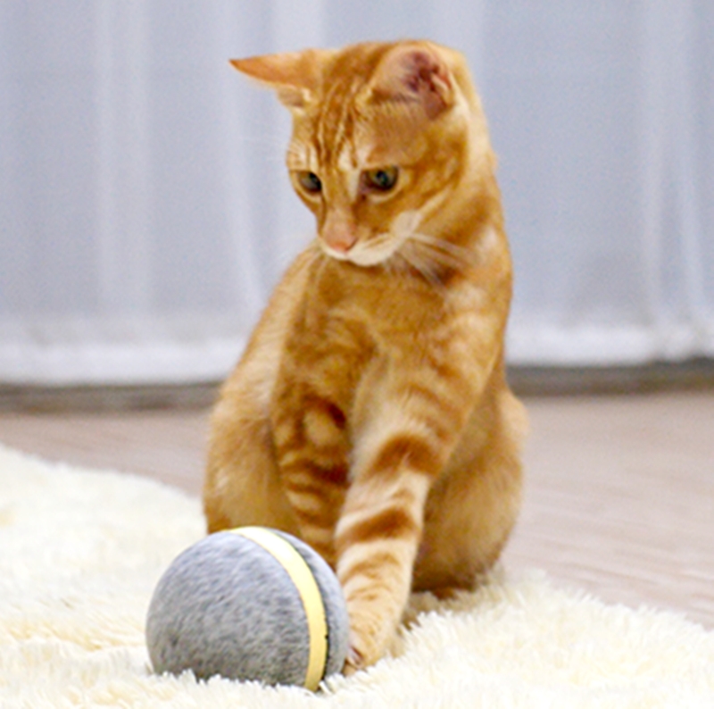 Springender Spielball für Katzen