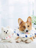 Hunde- und Katzenhalskrause | LuxeStyle