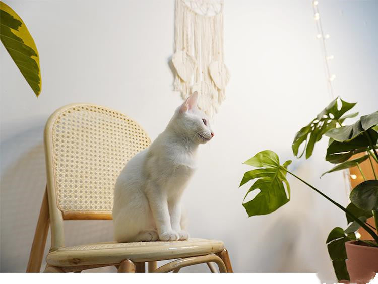 Wandbehang aus Baumwollfaden, handgewebt