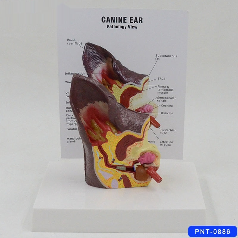 Hundeohr Anatomie-Modell – Bild 3 | LuxeStyle