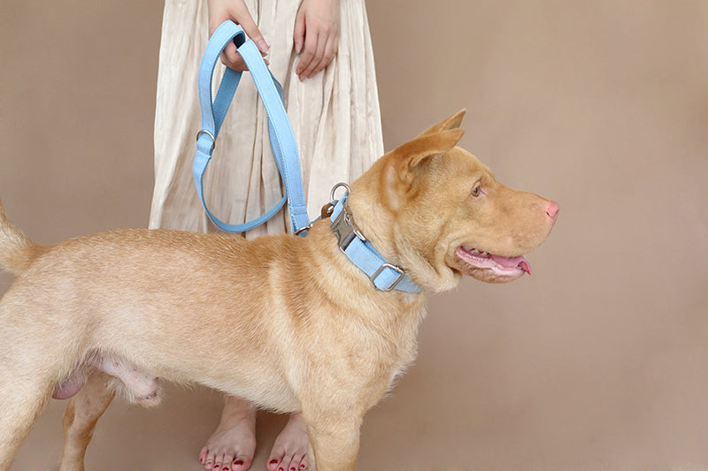 Halsband für Hunde, Samt, Himmelblau – Bild 6 | LuxeStyle