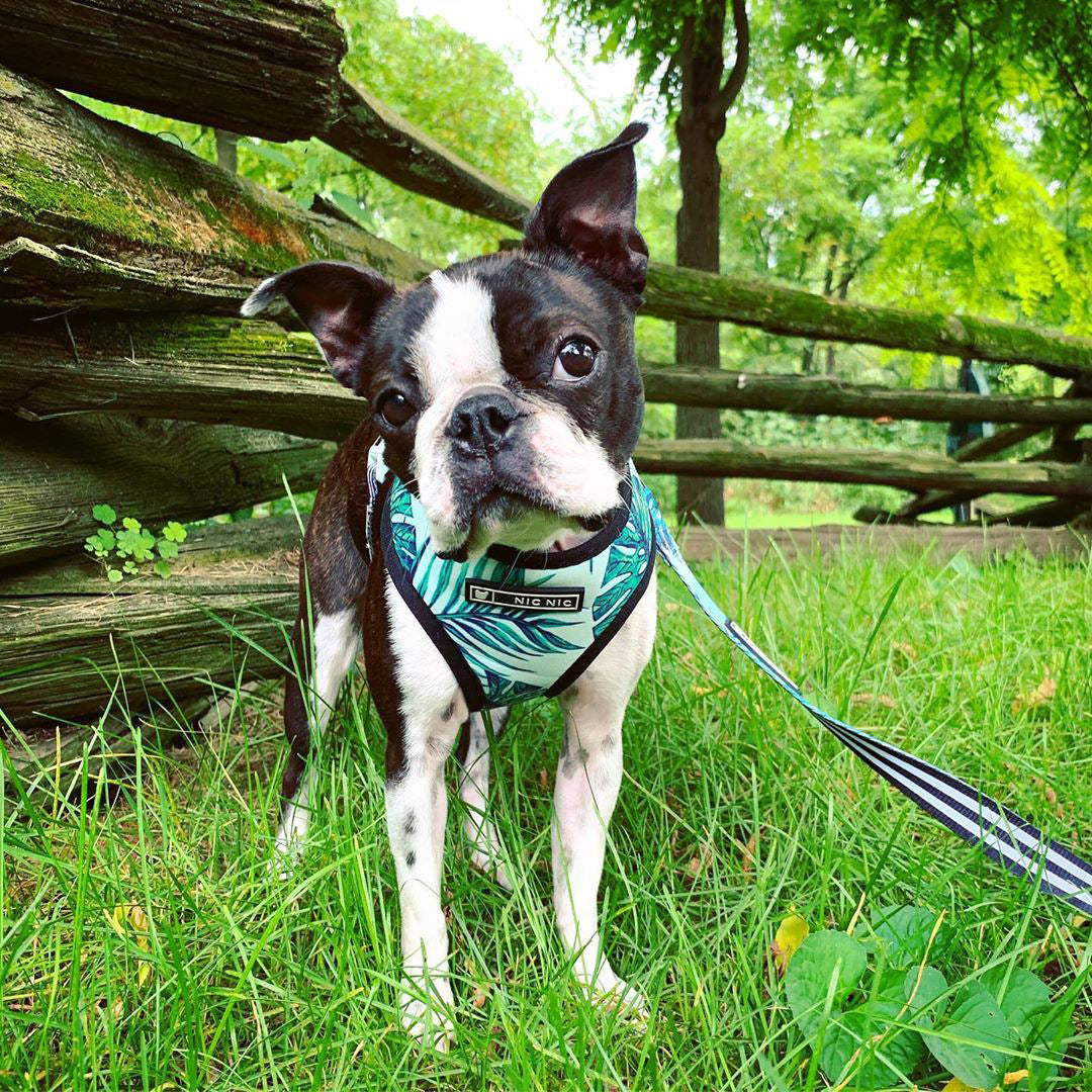 Hundegeschirr für kleine Hunde – Bild 2 | LuxeStyle