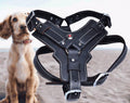 Hundegeschirr aus echtem Leder | LuxeStyle