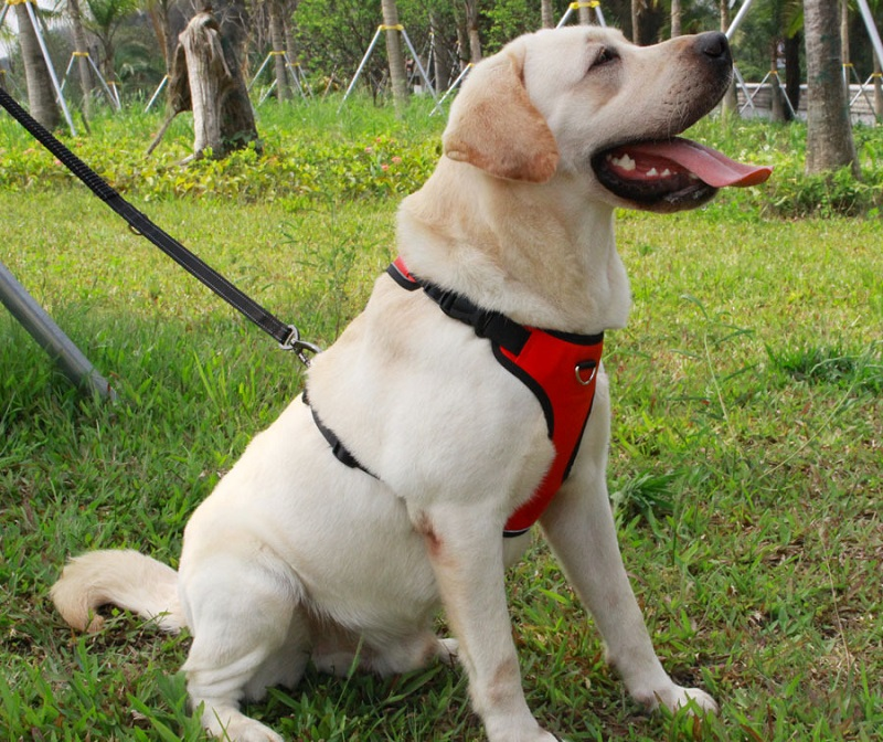 Thoracolumbales Brustband für Hunde – Bild 6 | LuxeStyle
