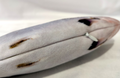 Elektrischer Springfisch für Katzen | LuxeStyle