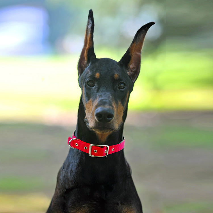 Hundehalsband für mittlere und grosse Hunde – Bild 4 | LuxeStyle