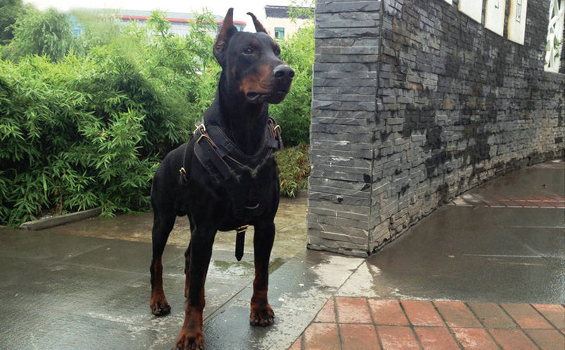 Hundeharnisch aus Rindleder – Schwarz – Bild 4 | LuxeStyle