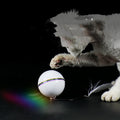 Katzenball – Bild 1 | LuxeStyle