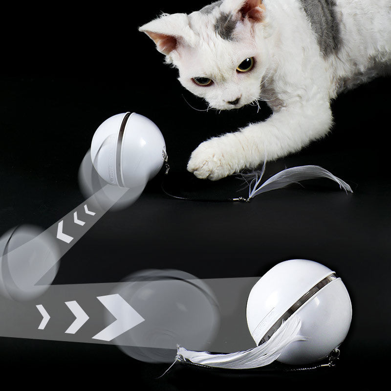 Katzenball – Bild 2 | LuxeStyle