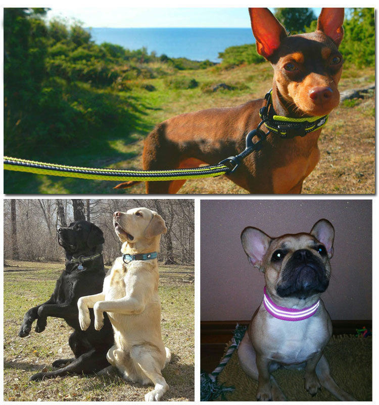 Hundefutter-Identifikations-Halsband – Bild 10 | LuxeStyle