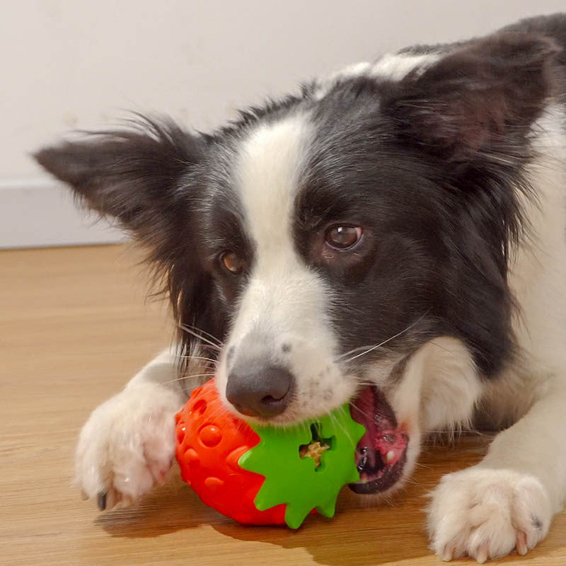 Zahnpflege Spielball für Hunde – Bild 4 | LuxeStyle