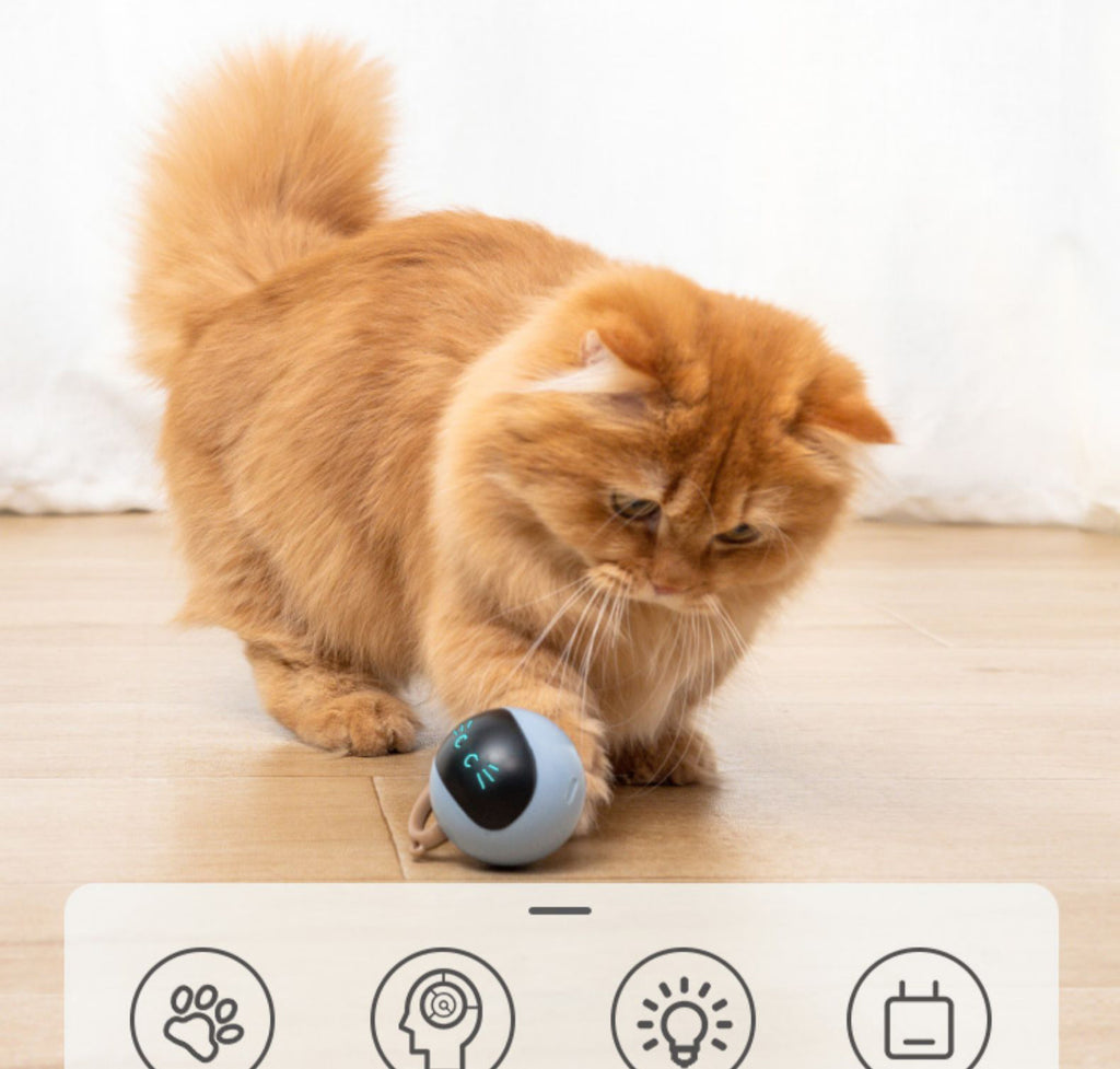 Katzenfitnesskugel – Bild 10 | LuxeStyle