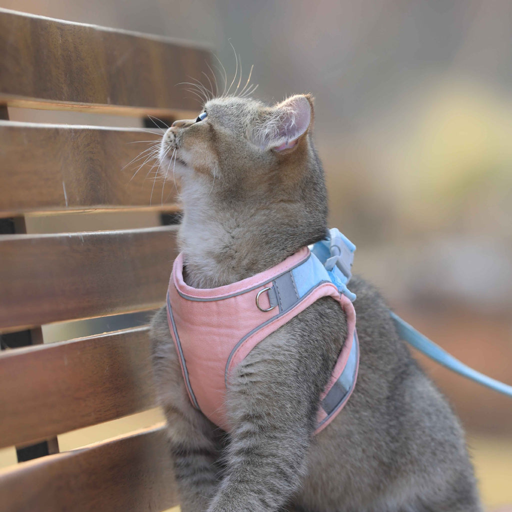 Katzengeschirr mit Leine im Brit-Stil – Bild 4 | LuxeStyle