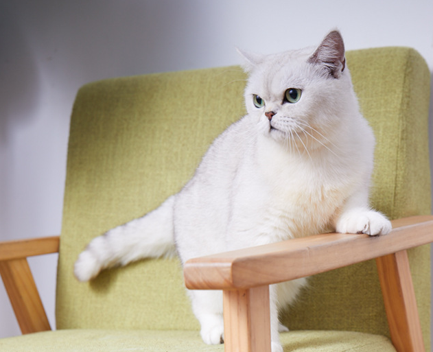 Katzenkopf-Halter – Bild 5 | LuxeStyle