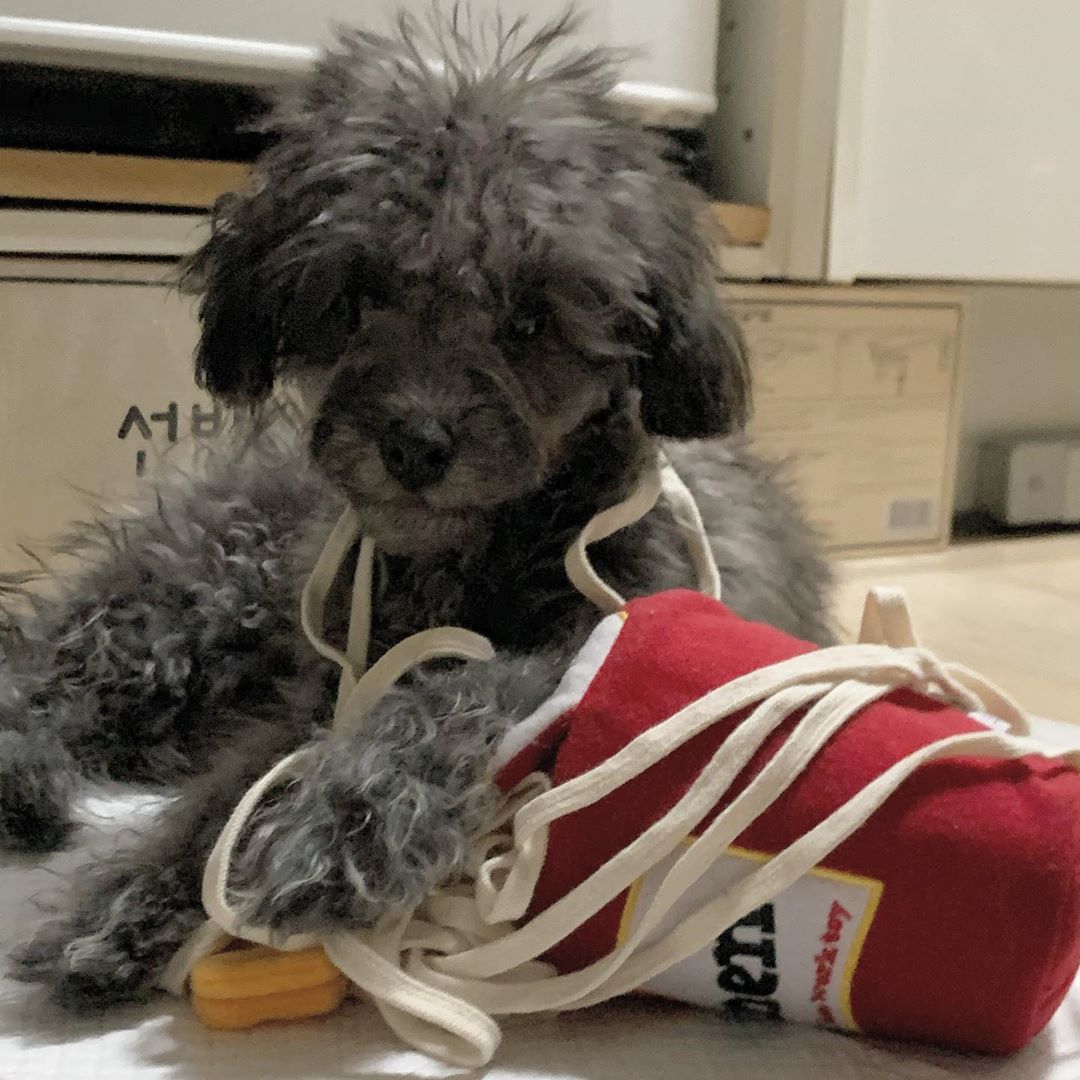 Ramen Schnüffelspielzeug für Hunde