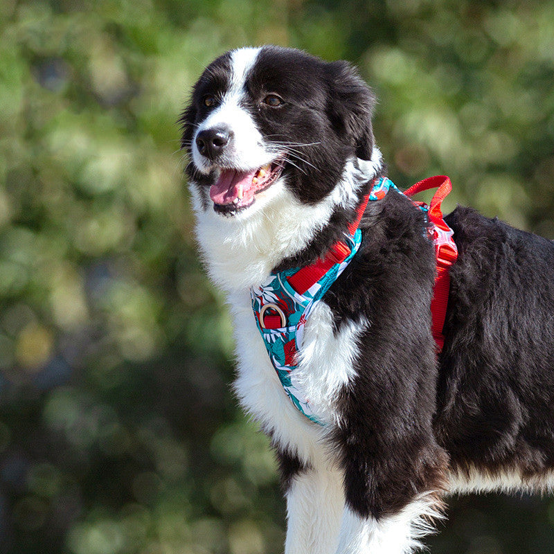 Hundegeschirr im Westen-Stil, verstellbar – Bild 3 | LuxeStyle