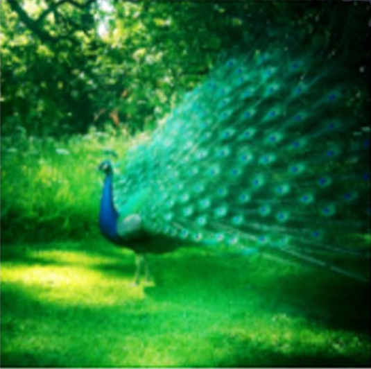 Diamond Painting: Tiere und Pflanzen – Bild 12 | LuxeStyle