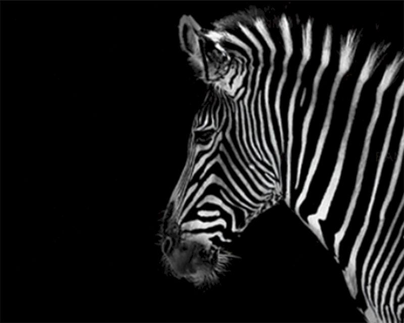Digitales Tier-Ölgemälde Zebra DIY Kit – Bild 4 | LuxeStyle