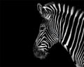 Digitales Tier-Ölgemälde Zebra DIY Kit – Bild 4 | LuxeStyle