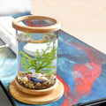 Mini-Aquarium mit Bambusbasis