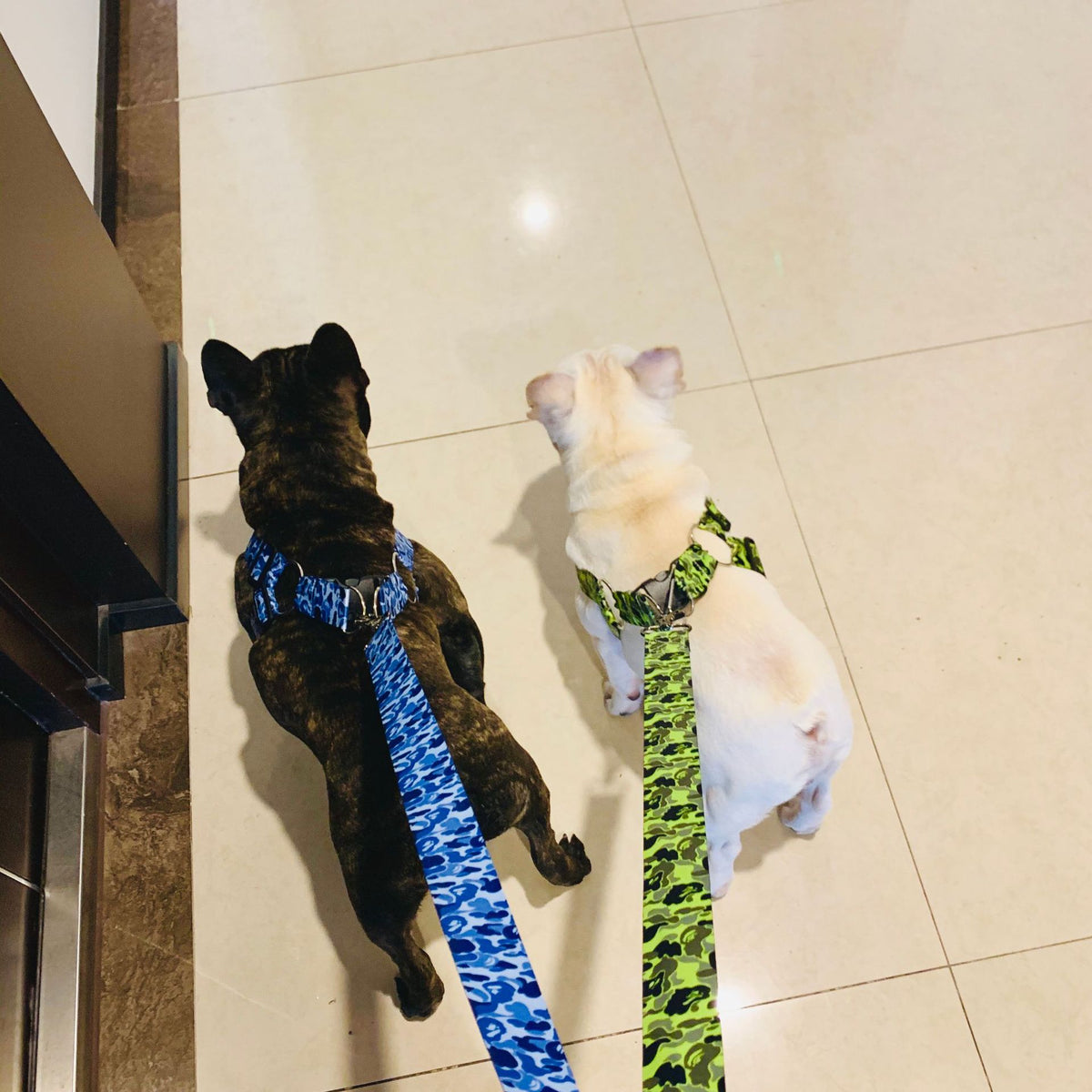 Hundegeschirr mit reissfester Leine – Bild 5 | LuxeStyle