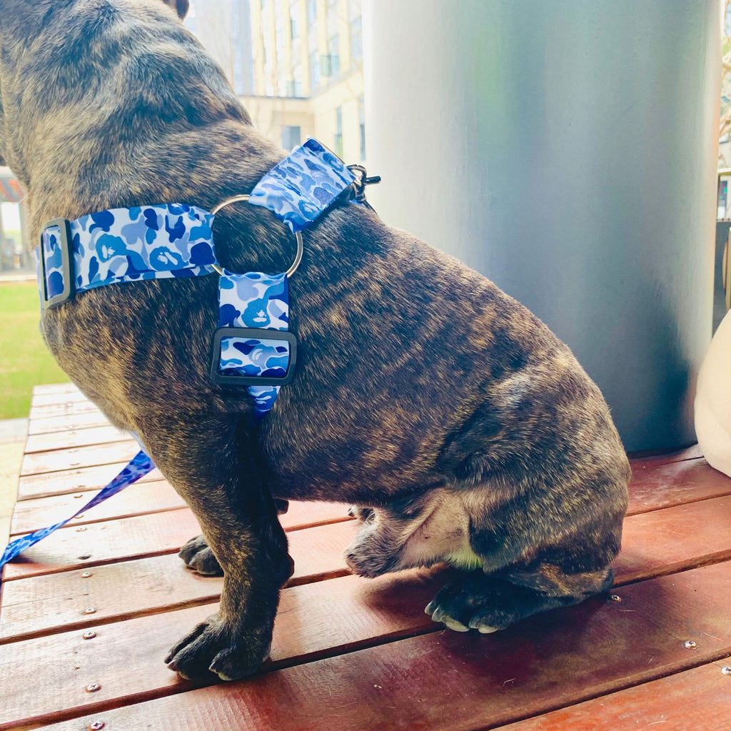 Hundegeschirr mit reissfester Leine – Bild 4 | LuxeStyle