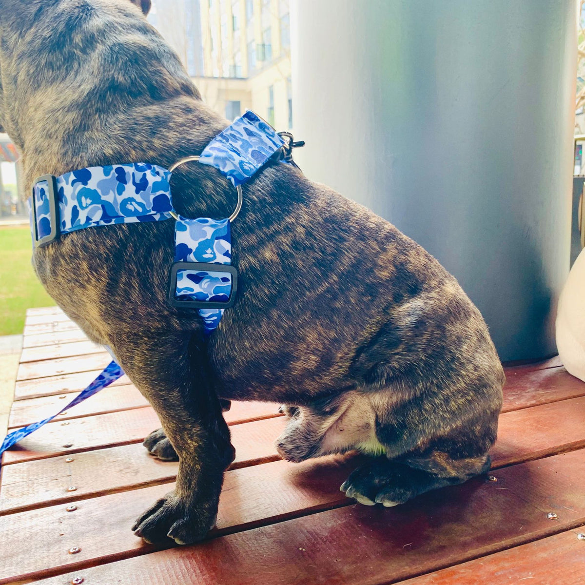 Hundegeschirr mit reissfester Leine – Bild 4 | LuxeStyle