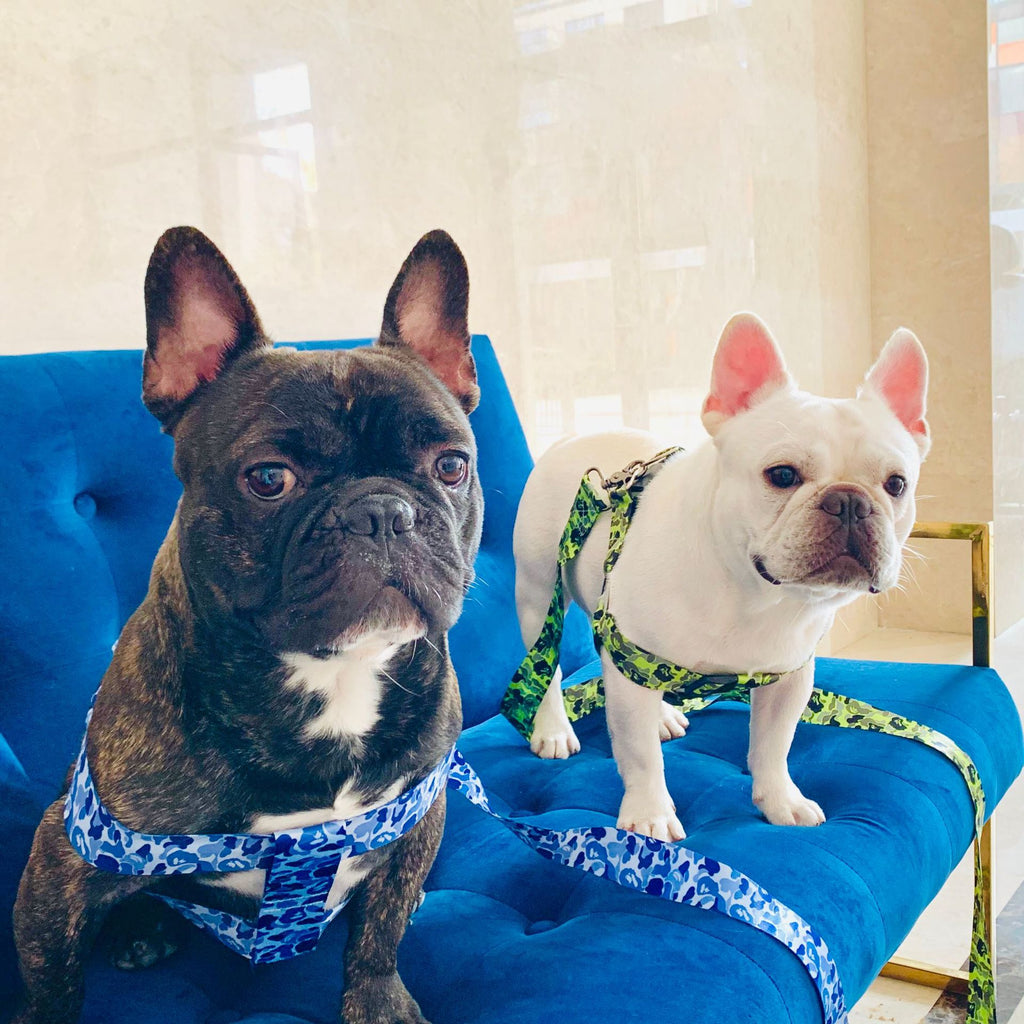 Hundegeschirr mit reissfester Leine – Bild 7 | LuxeStyle